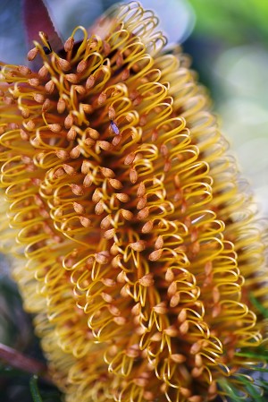 Banksia Candle
